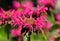 A bee pollinating a red monarda flower