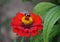 A bee pollinating a red zinna flower