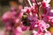 Bee pollinating a redbud bloom