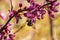 Bee pollinating a redbud bloom