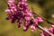 Bee pollinating a redbud bloom