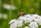 Bee pollinating small white flowers. Macro full frame