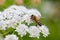 Bee pollinating small white flowers. Macro full frame