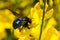 Bee pollinating Spanish broom (Spartium junceum) flowers blooming in the mountains of Los Angeles National Forest. This is a