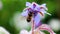 Bee pollinating Starflower Borago officinalis