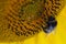 Bee pollinating a sunflower macro beautiful sharp detailed