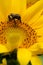 Bee pollinating sunflower--vertical