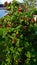 Bee pollinating Sweet Briar Rose, Rosa rubiginosa