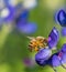 Bee pollinating Texas bluebonnet flower