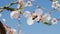 Bee pollinating white almond flower and flying away, closeup