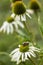 Bee pollinating white echinacea