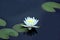 Bee pollinating a white flower of lotus on the water