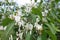 Bee pollinating white flowers of Lonicera maackii in May