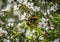 Bee pollinating white flowers of NZ manuka tree