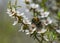 Bee pollinating white flowers of NZ manuka tree