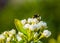 Bee pollinating white roses, macro closeup of a bee on white flowers, nature background