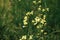 Bee pollinating wildflowers in summer field. Bee sitting on yellow flowers among green grass close up. Summer in countryside and