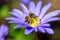 Bee pollinating on a windflower blossom