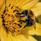 Bee pollinating yellow flower close-up macro