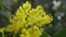 Bee pollinating yellow flowers of Mahonia aquifolium