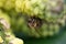 Bee Pollinating Yellow regon Grape Flower