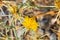 Bee pollinating Yellow star thistle Centaurea solstitialis, California