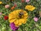 Bee Pollinating a Yellow Zinnia Flower