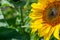 Bee pollination of a blooming sunflower