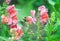 Bee pollination light pink snapdragon flower