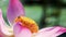Bee pollination pink lotus flower in nature, footage