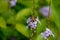 Bee pollination, purple flowers in the garden