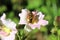Bee pollination snapdragon