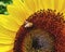 Bee pollination on sunflower in farm