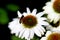 Bee pollination - white daisy flower head