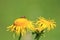 Bee pollination on yellow flower