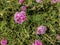 The bee on portulaca blossom in garden