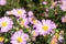 Bee on the purple aster flower 3