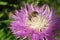 Bee on purple centaurea flower in the garden, closeup