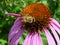 Bee on purple coneflower