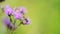 Bee on a purple flower of milk thistle flowers in field. Slow motion, 4k video.