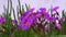 Bee and purple flowers
