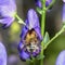 A bee on a purple monkshood flower