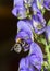 A bee on a purple monkshood flower