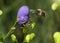 A bee on a purple monkshood flower