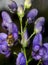 A bee on a purple monkshood flower