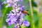 Bee with purple salvia