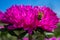 Bee on a purples Aster pollinates a flower in the garden against the blue sky.  Macro photography of flowers and insects.