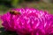 Bee on a purples Aster pollinates a flower in the garden.  Macro photography of flowers and insects.  Bee closeup.