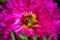 Bee on a purples Aster pollinates a flower in the garden.  Macro photography of flowers and insects.  Bee closeup.