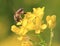 Bee on the rapeseed flower